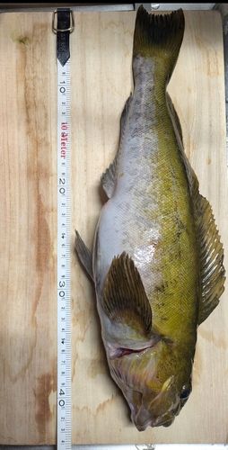 アイナメの釣果