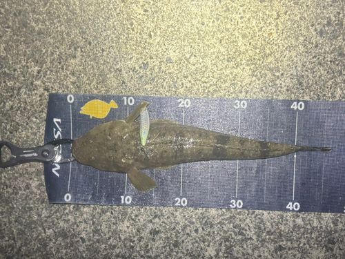 マゴチの釣果