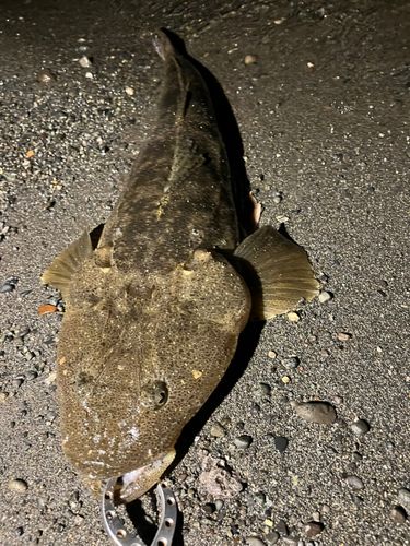 マゴチの釣果