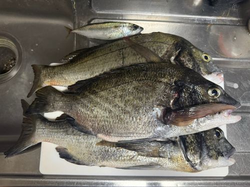 チヌの釣果