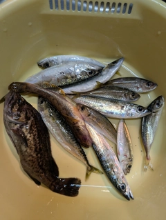 メバルの釣果
