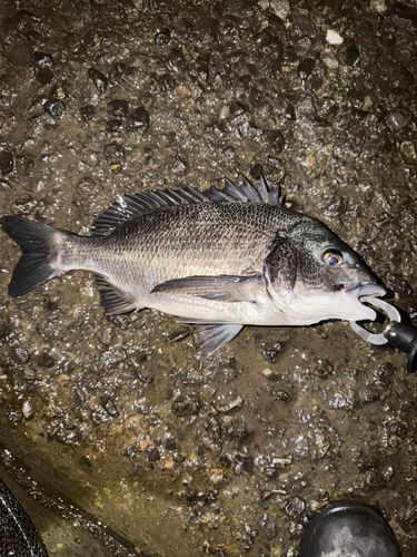 チヌの釣果