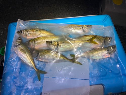 アジの釣果