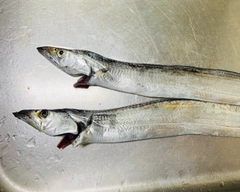 タチウオの釣果