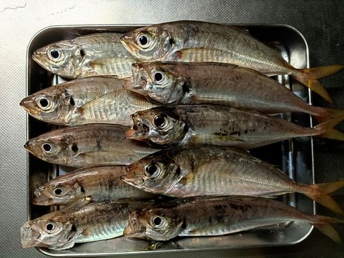 マアジの釣果