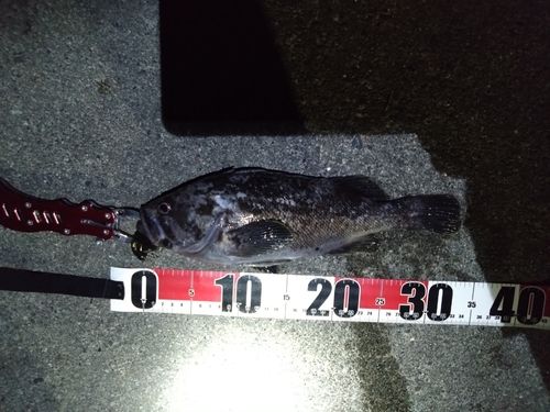 クロソイの釣果
