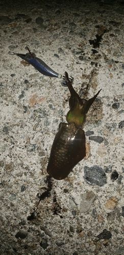 アオリイカの釣果