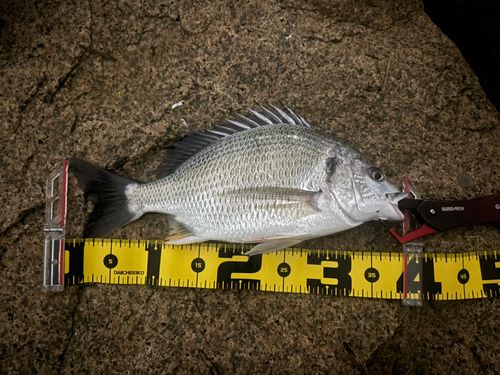 キビレの釣果
