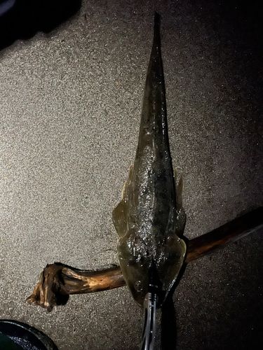 マゴチの釣果