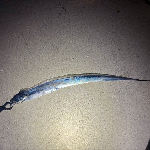 タチウオの釣果