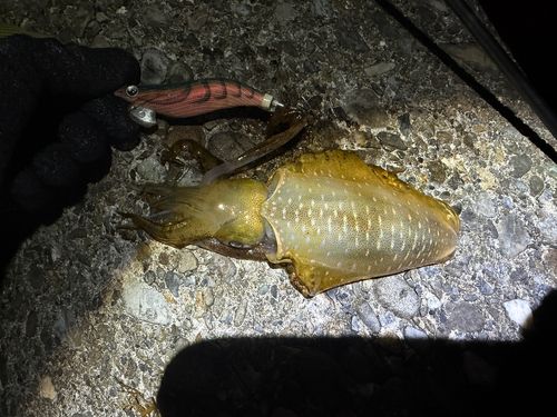アオリイカの釣果