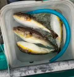ショウサイフグの釣果