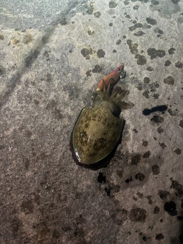 コウイカの釣果