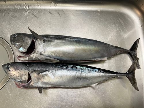 ソウダガツオの釣果