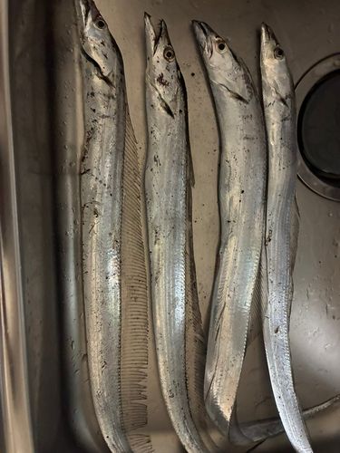 タチウオの釣果