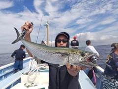 サワラの釣果