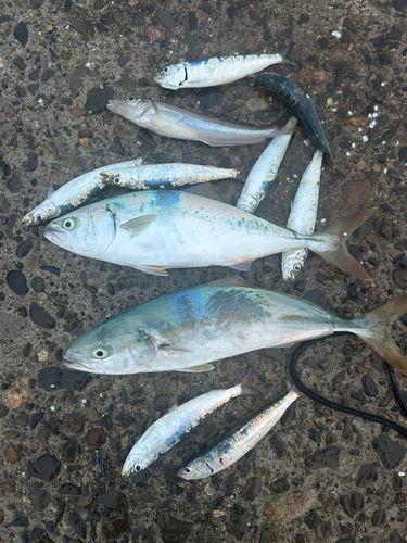 ワカシの釣果