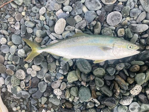 イナダの釣果