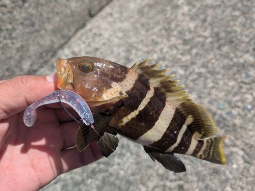 アオハタの釣果