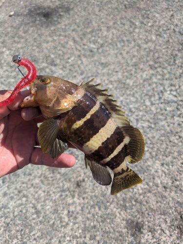 アオハタの釣果