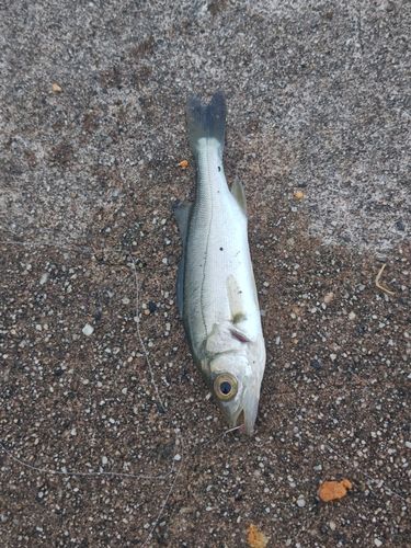 セイゴ（マルスズキ）の釣果
