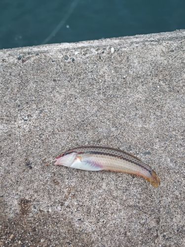 キュウセンの釣果
