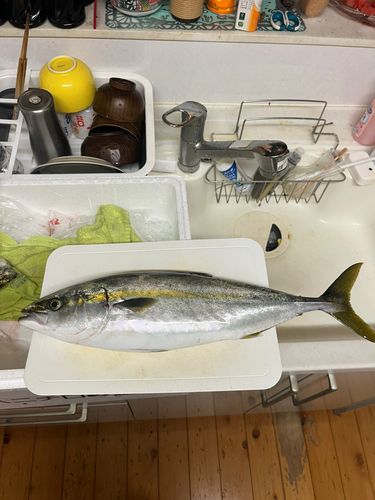 ショゴの釣果