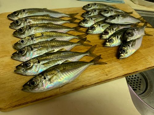 マアジの釣果