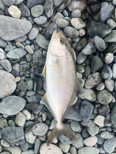 ショゴの釣果