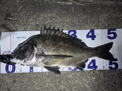 クロダイの釣果
