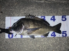 クロダイの釣果