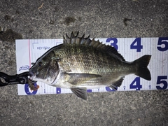 クロダイの釣果