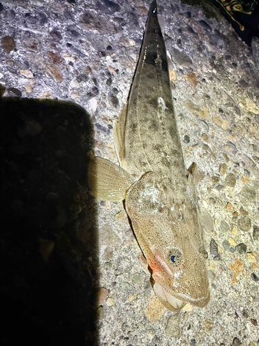マゴチの釣果