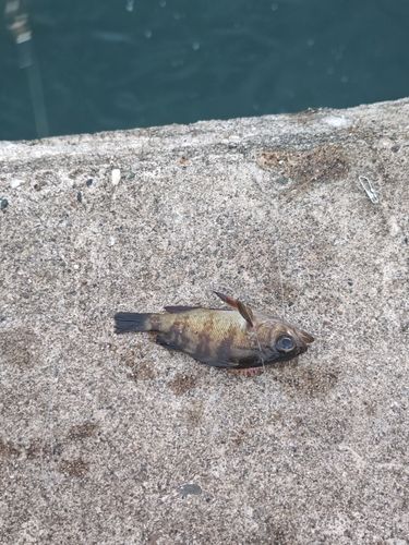 メバルの釣果