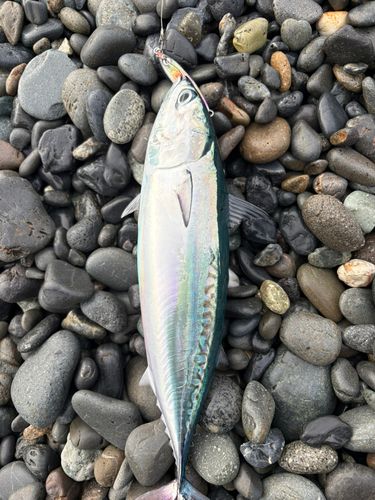 ソウダガツオの釣果