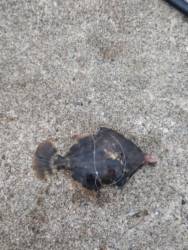 カワハギの釣果