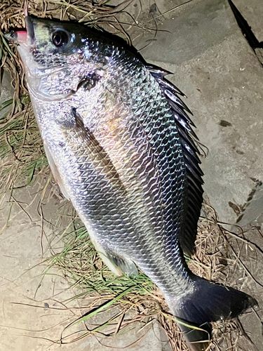 キビレの釣果