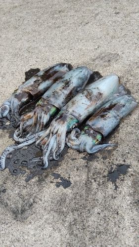 アオリイカの釣果