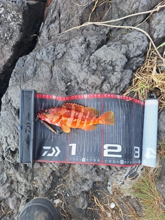 アカハタの釣果