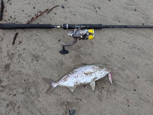 ショゴの釣果