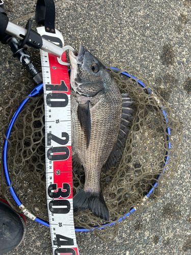 チヌの釣果