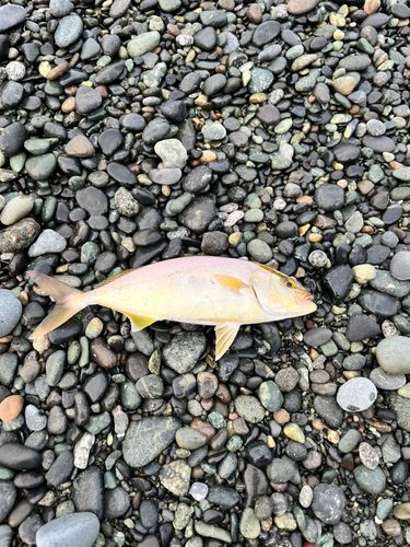 ショゴの釣果