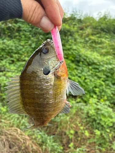 ブルーギルの釣果