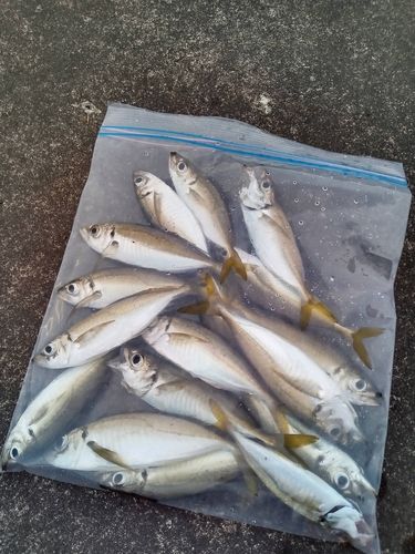 アジの釣果