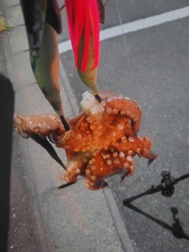 タコの釣果