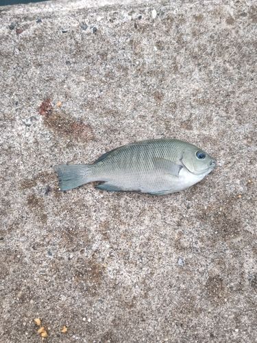 グレの釣果