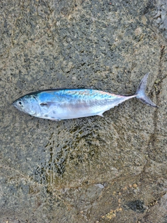 スマの釣果