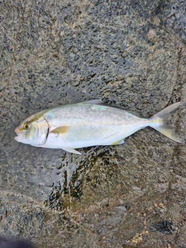 ショゴの釣果