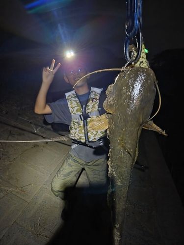 ナマズの釣果