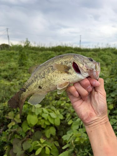 ラージマウスバスの釣果